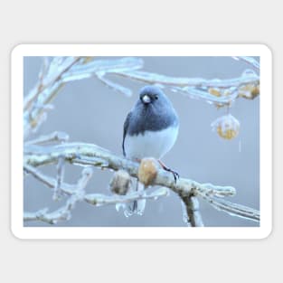 Junco  ~ after the ice storm Sticker